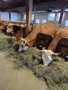 Mehr über den Artikel erfahren Besuch am Biohof Marksteiner